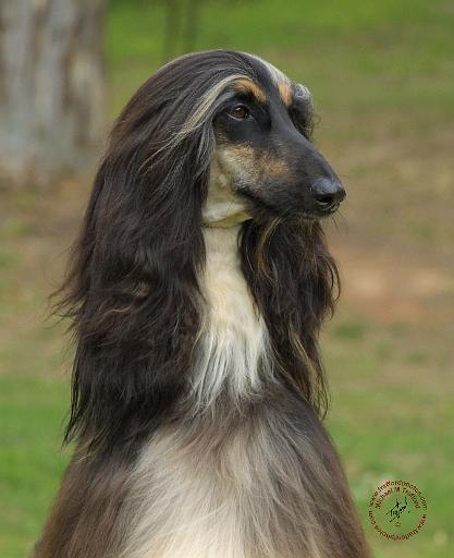 Afghan Hound 9J30D-25.JPG